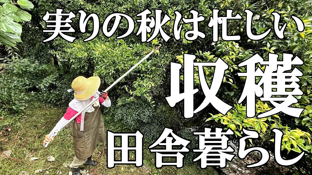 【木の実採り】秘境の地で青柚子を採り柚子胡椒作り 大豊作銀杏 ムカゴ 原木椎茸と舞茸 まったり猫とマタタビ酒  自然豊かな山奥暮らしの日々｜村暮らし｜移住｜料理【標高800mの田舎暮らし】