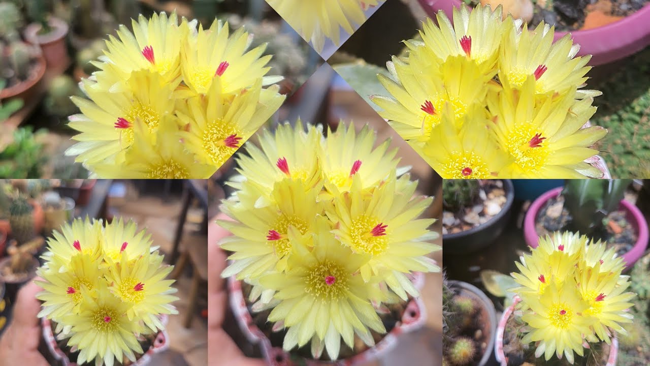 Astrophytum Brasil: Jardim &Aacute;rido Cheio de Flores!  (Flor de Cacto) #jardimdecactos #cactario