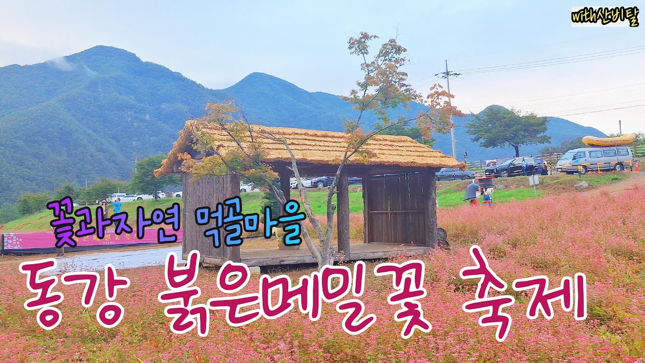 영월 동강 붉은메밀꽃 축제 꽃과 자연 아름다운 가을풍경 특별한 선물 / 황화코스모스 /영월읍 삼옥리 먹골마을 / Red buckwheat flowers Festival