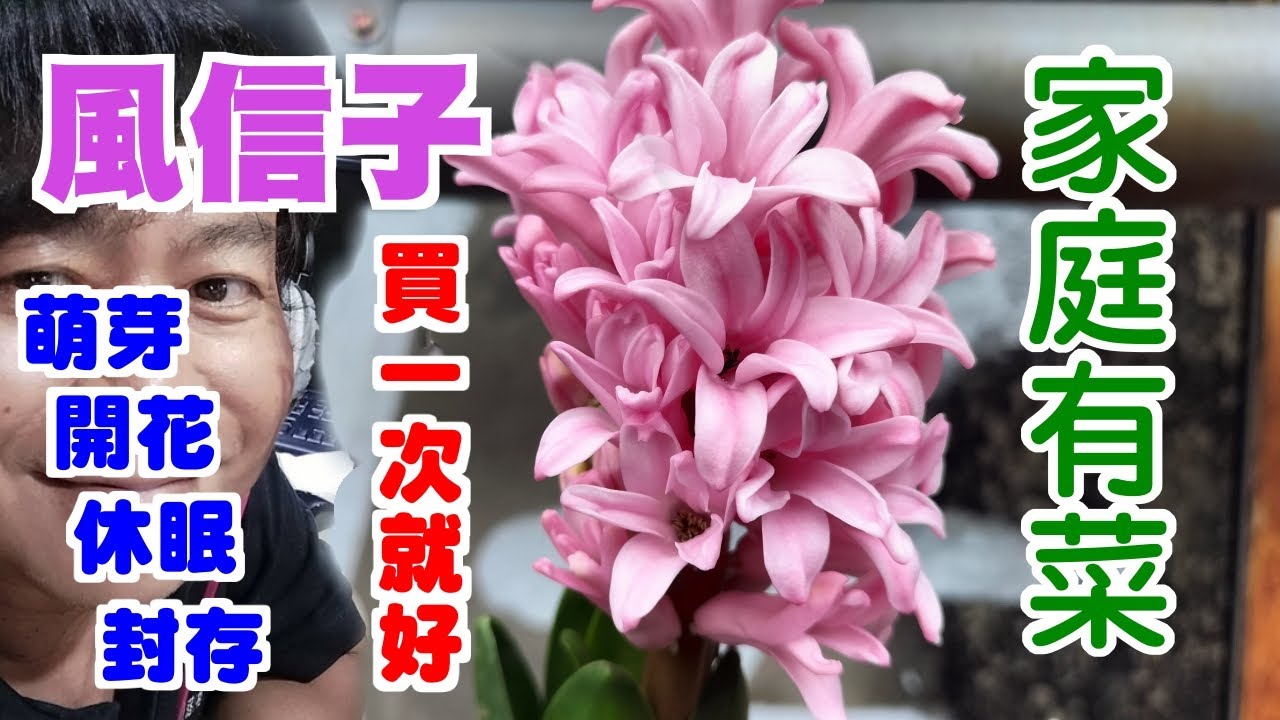 【家庭有菜】風信子的種植，保存、休眠、延續生命