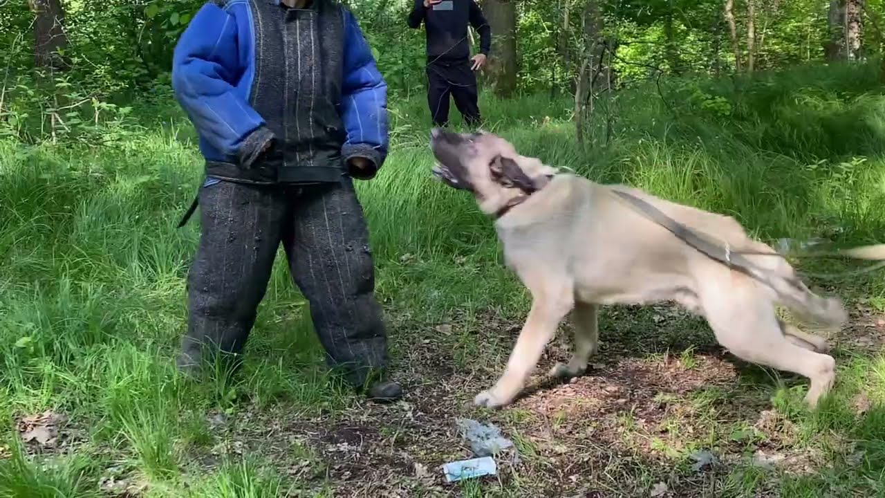 Арес-Захід 21/5/23