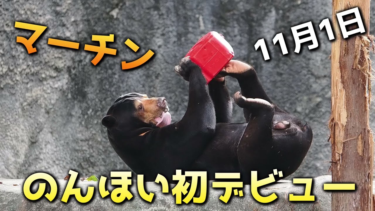 マーチンのんほい初デビュー😍【サービス精神旺盛かも🥰】 #のんほいパーク #東山動物園 #マレーグマ #マーチン #デビュー