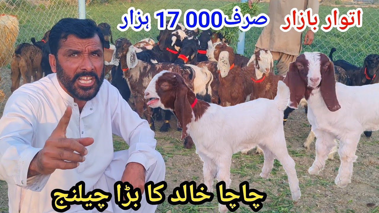 22 February 2026چاچا خالد بڑا چیلنج قیمہ صرف 17 ہزار اتوار بازار کال نمبر 03127009575
