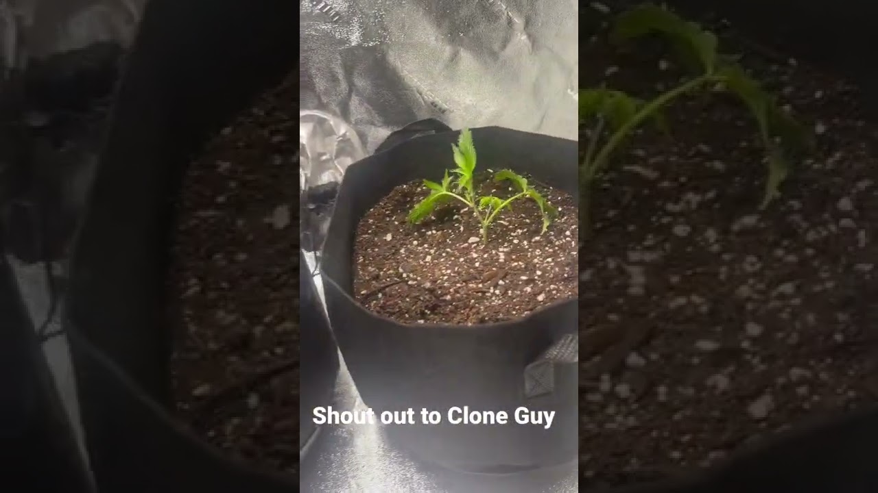 CANNABIS CLONES | Gelato and LA kush cake  from @cloneguy714