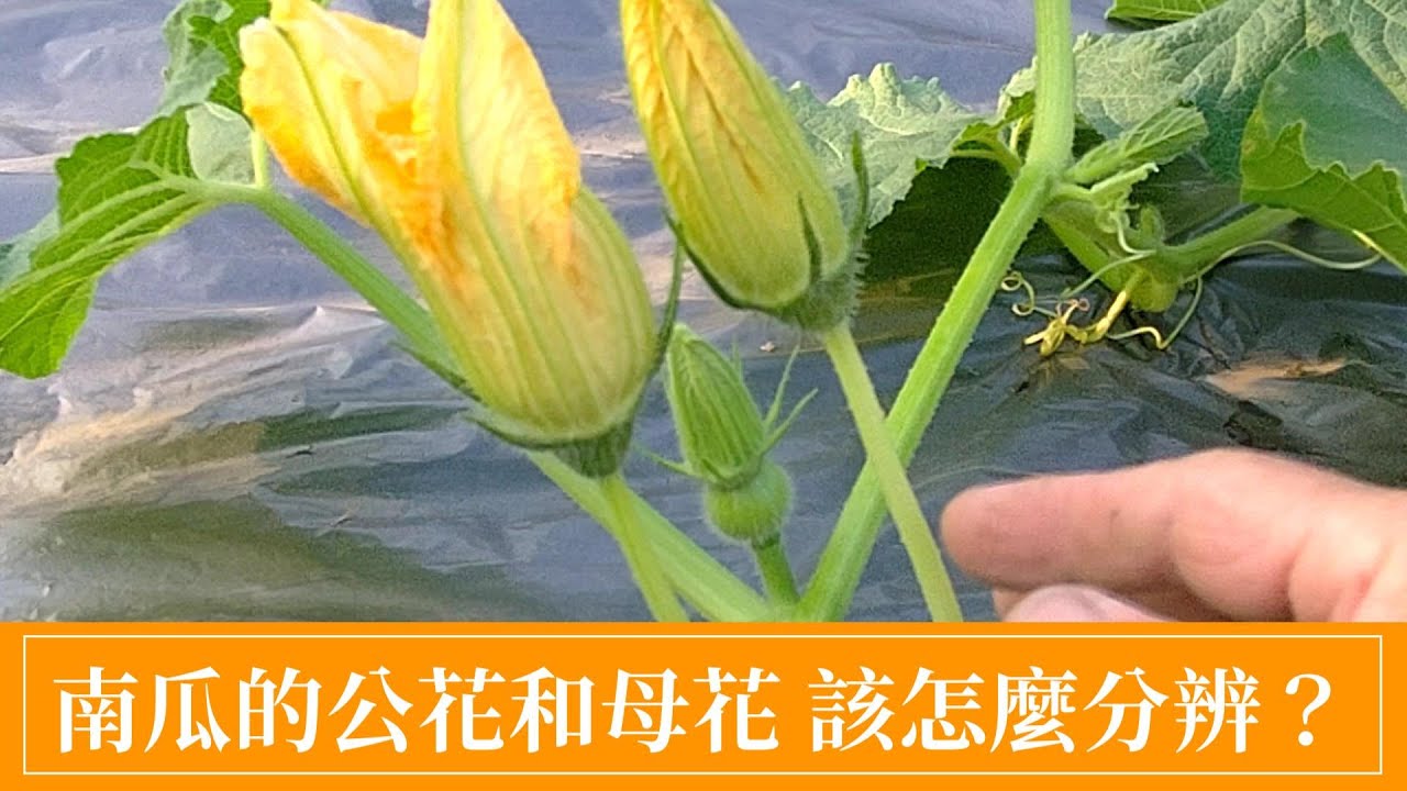 分辨南瓜公花母花以及人工授粉教學 | 阿星種植