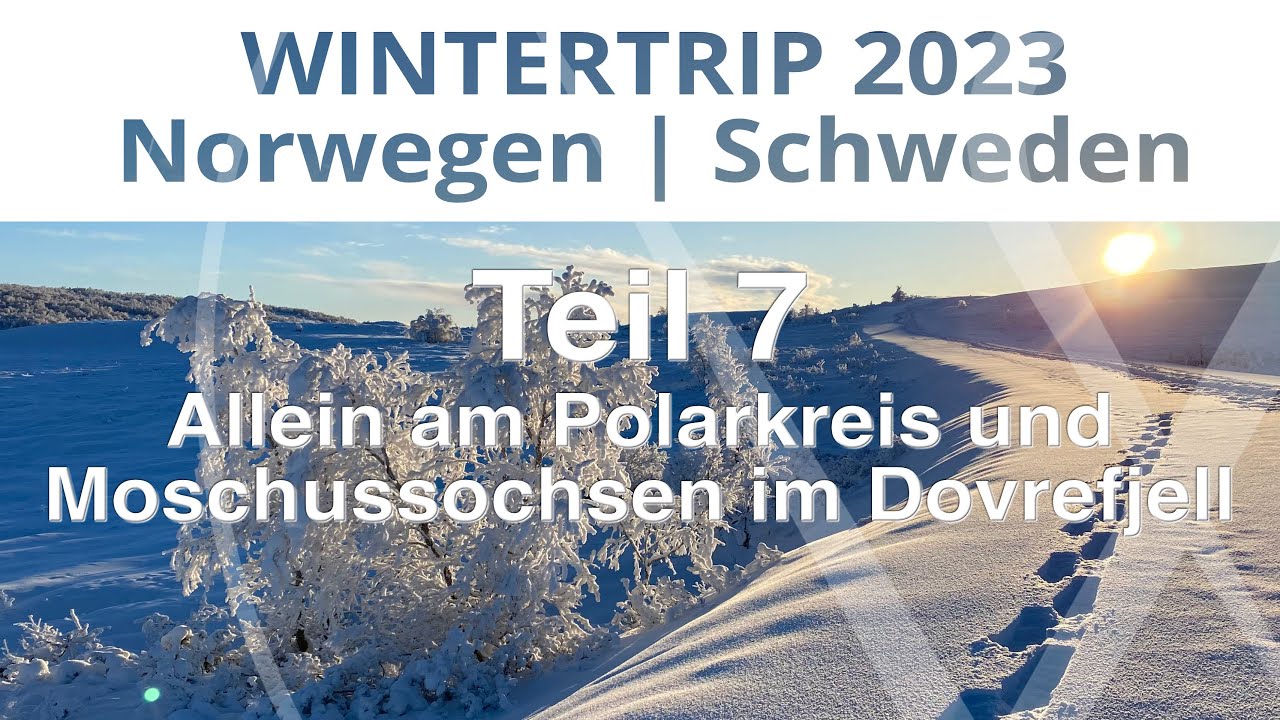 Winter Vanlife #7: Mit dem Camper am Polarkreis, Moschussochsen im Dovrefjell Nationalpark, Norwegen
