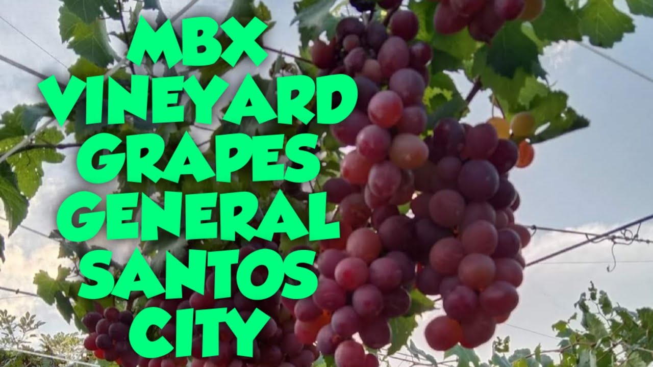 MBX VINEYARD GRAPES GENERAL SANTOS CITY
