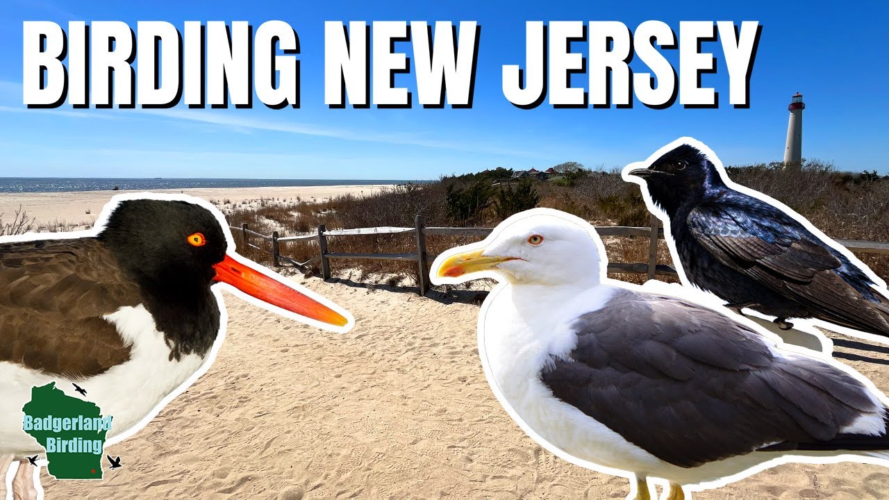 Birding Paradise? Exploring Cape May in New Jersey!