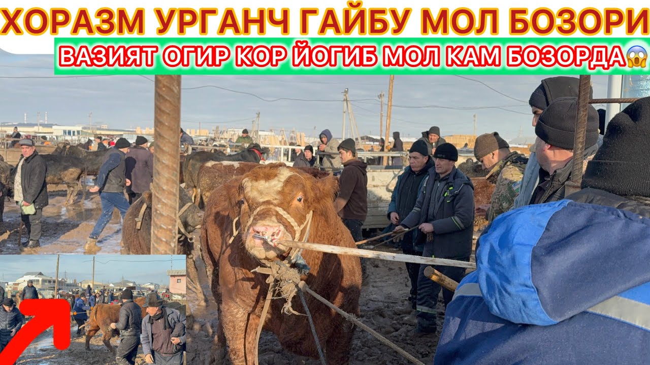 ВАЗИЯТ ОГИР КОР ЙОГИБ МОЛ КАМ БОЗОРДА ХОРАЗМ УРГАНЧ ГАЙБУ МОЛ БОЗОРИ 25-января 2026 г.