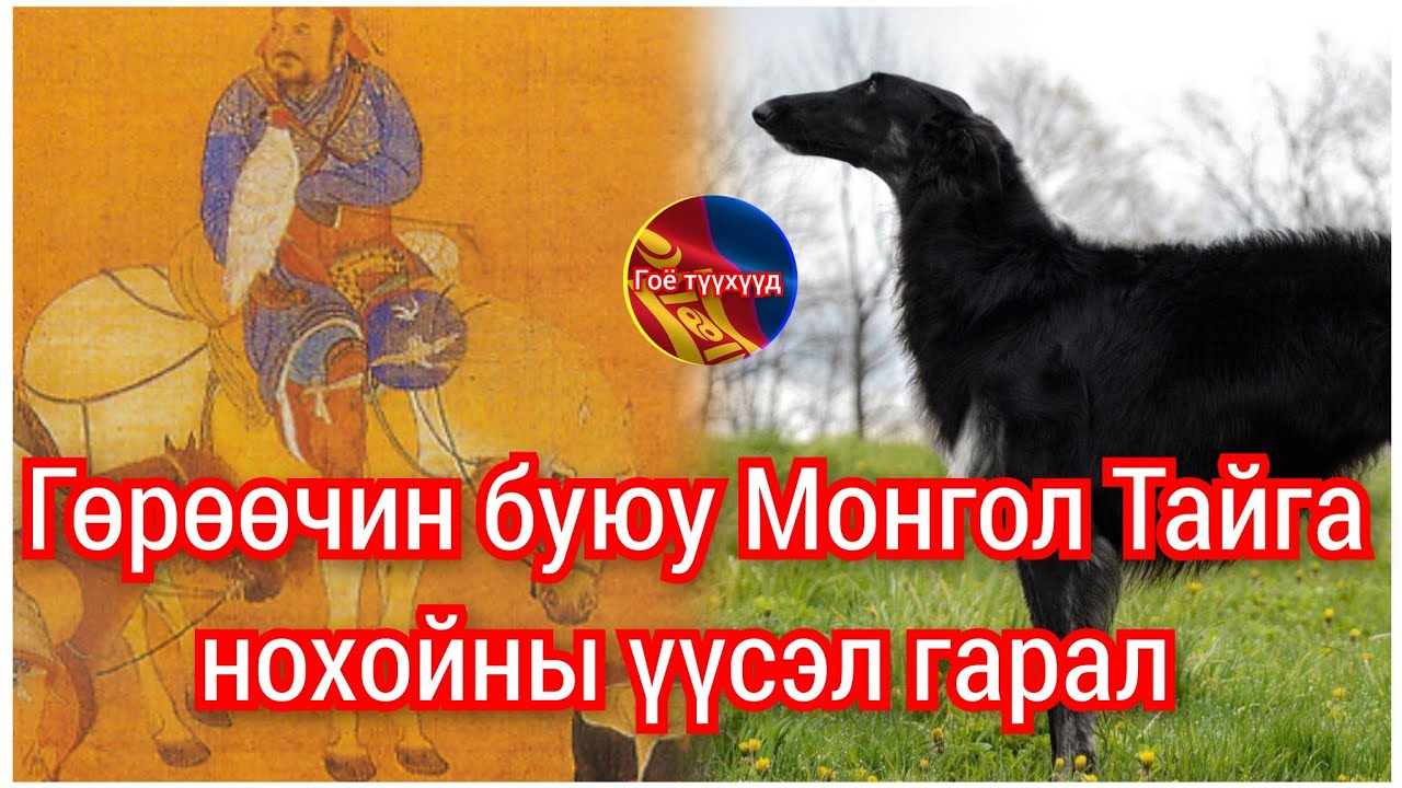 Монгол ТАЙГА нохойны түүх. Гоё түүхүүд Goe tuuhuud mongol nohoi Taiga Barimtat kino