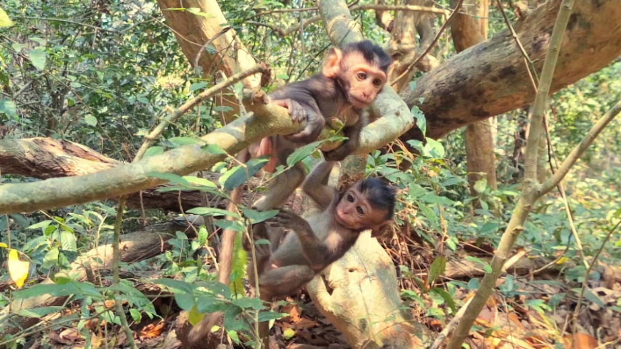 Adorable Baby Monkey in Angkor Area, #78.