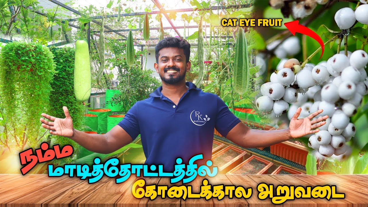 நம்ம மாடித்தோட்டத்தில் ஒரு மகத்தான அறுவடை  | HARVESTING ORGANIC VEGETABLES IN OUR TERRACE GARDEN