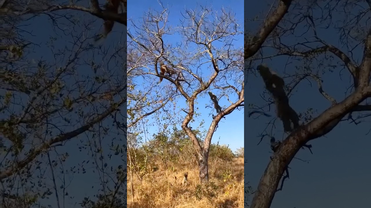 Leopard Steals Prey From Another Leopard On Tree! 🐆🥩 #Shorts #PUMAB