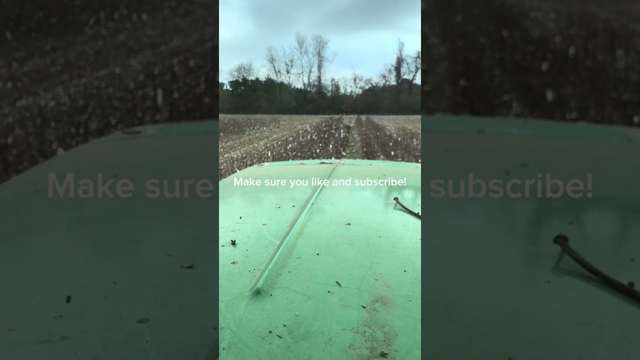 Come ride with me in a tractor bush hogging Cotten stocks (SOMETHING CRAZY HAPPENS WACTH TILL END.) 