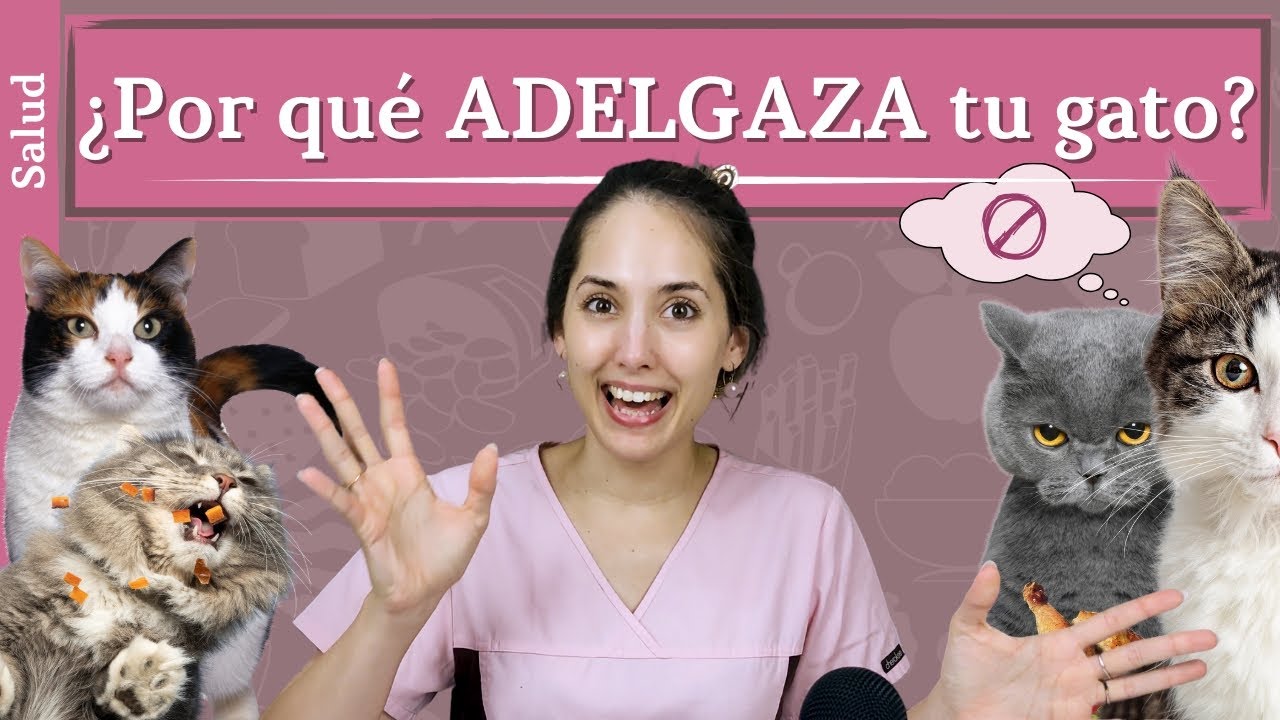 ¿Por qué ADELGAZA tu GATO?