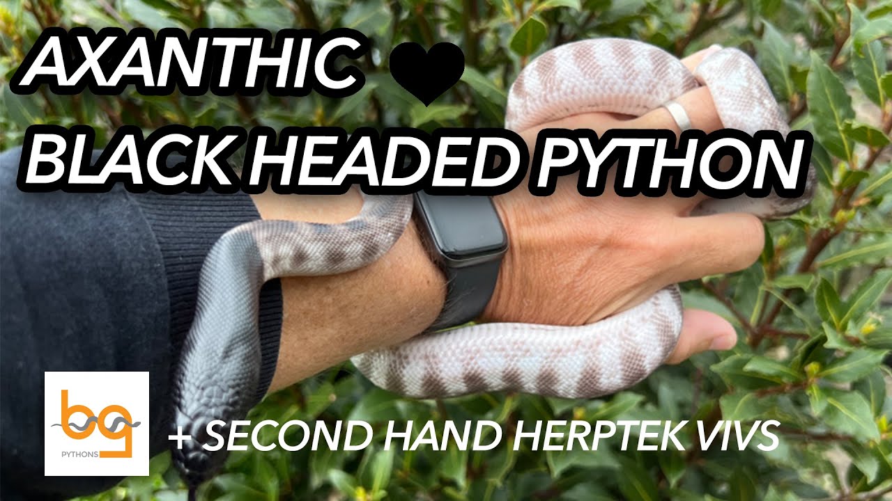 Axanthic Black Headed python | + buying second hand Herptek vivariums