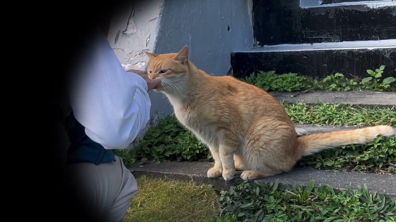カフェで一匹の猫を待っています