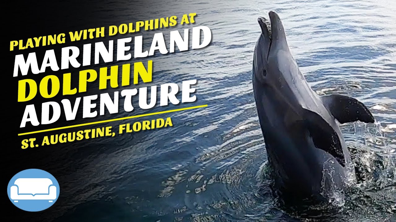 Getting Up Close and Personal with Dolphins! Marineland Dolphin Adventure | St. Augustine, Florida
