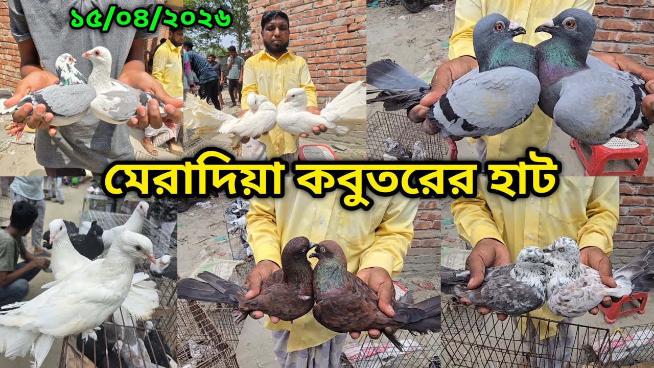 ১৫/০৪/২০২৬ মেরাদিয়া কবুতরের হাট | মেরাদিয়া কবুতরের বাজার ২০২৬| Meradiya kobutor hat 2026 |pigeon hat