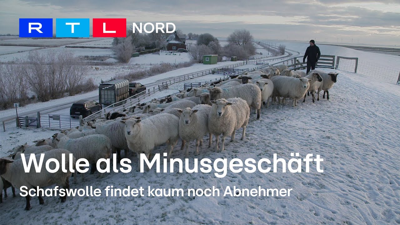 Die Schafwolle | Was sich lohnt und was nicht