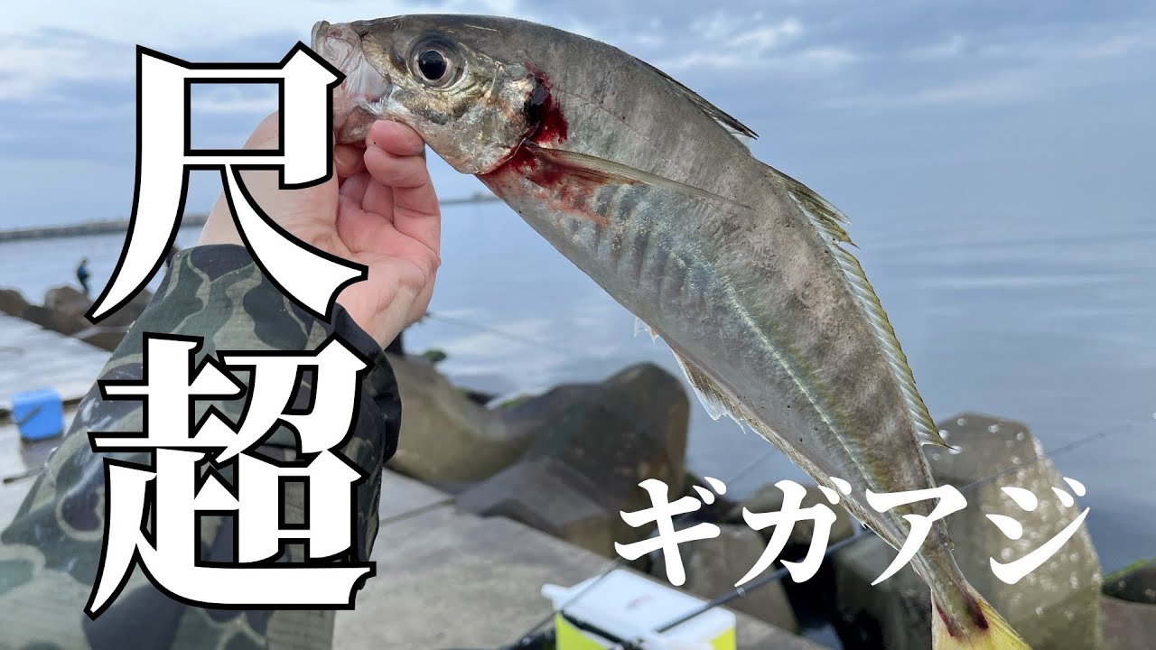 #57 【悲願のギガアジ】新潟の初めての釣り場で尺アジ祭り…からの夢だったギガアジをぶっ込みサビキで釣った動画！
