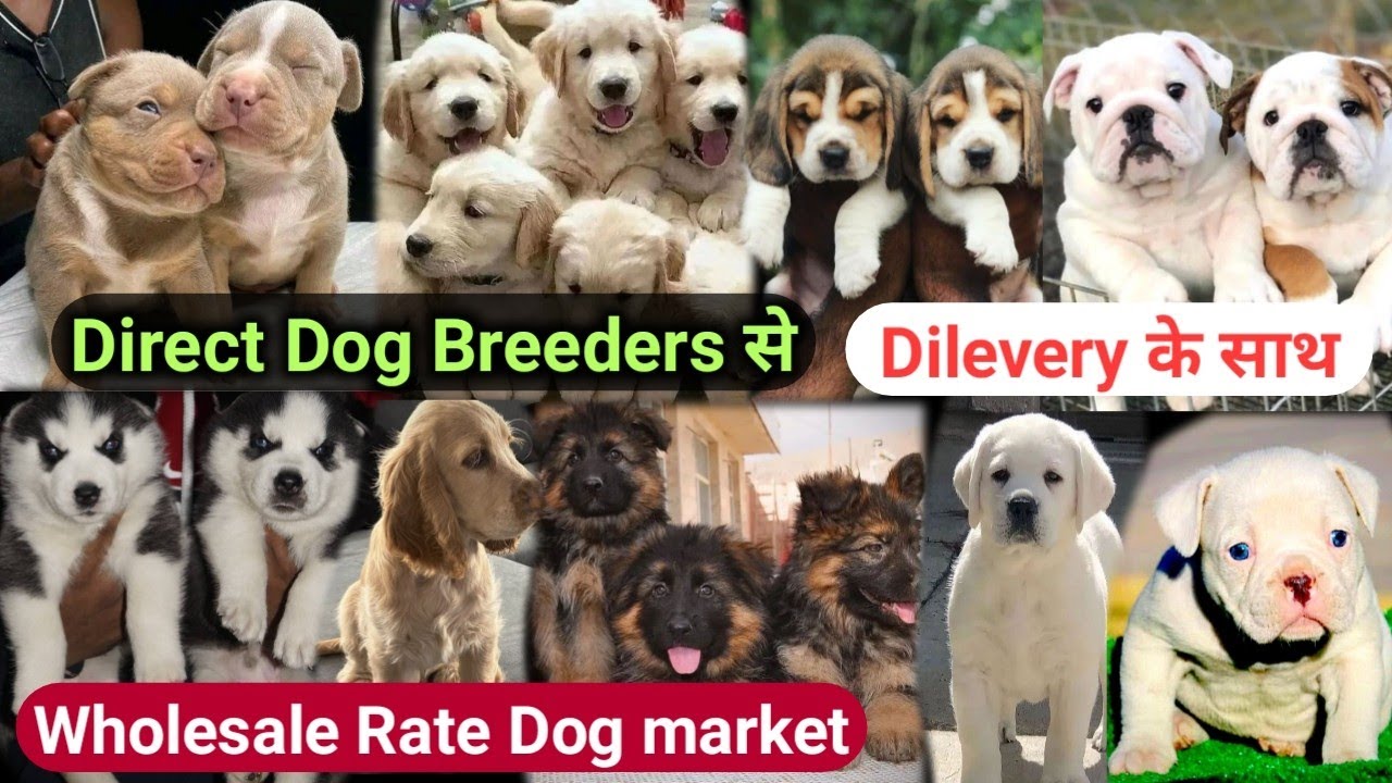 ₹.999 /- Delhi Dog Market | All India Delivery | Low Price puppies available | Labrador, husky