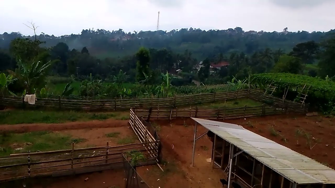 25 Februari 2026, ternak domba umbaran