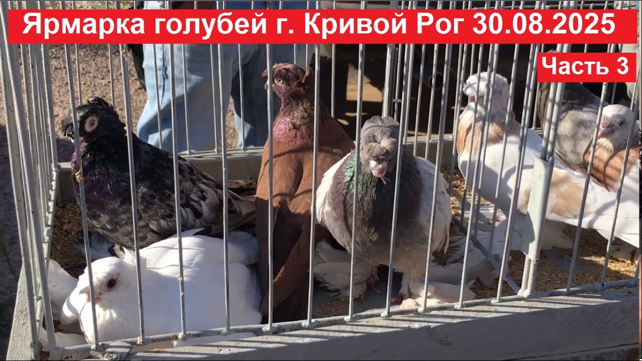 Ярмарка голубей и декоративных птиц г. Кривой Рог 30.08.2025. Часть 3