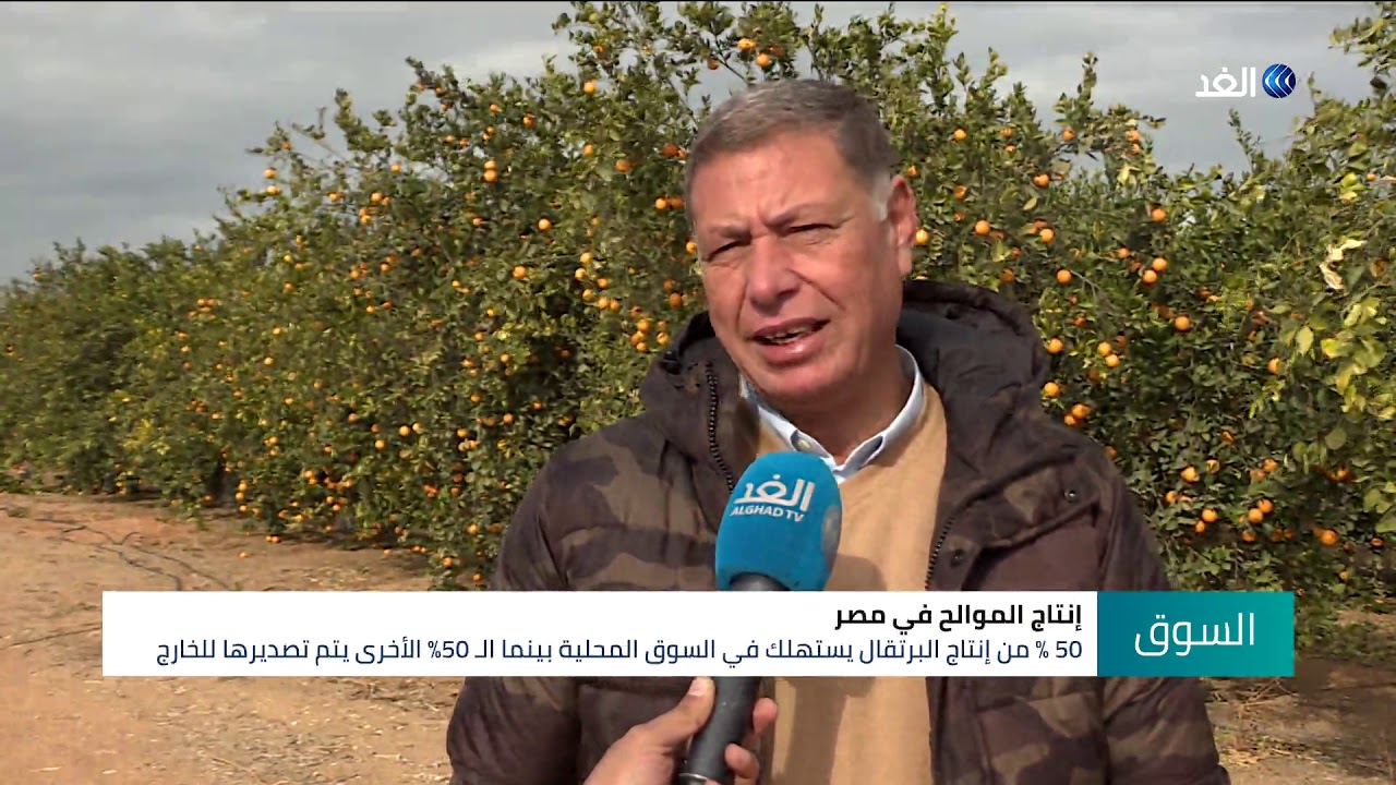 مصر تحتل المركز الأول لتصدير الموالح لدول العالم