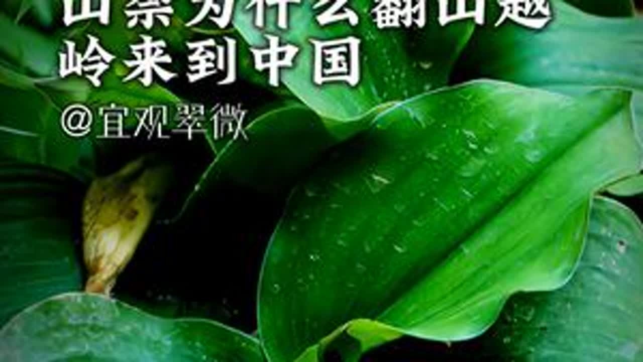山柰为什么翻山越岭来到中国？ 其实它本是“天竺来客”，汉代在中国扎下了根！岭南人叫它——沙姜！它的味道异香扑鼻，却被岭南人驯化为美味的佐料！也被医家融入进了医方！ 你吃过沙姜做的菜吗？...