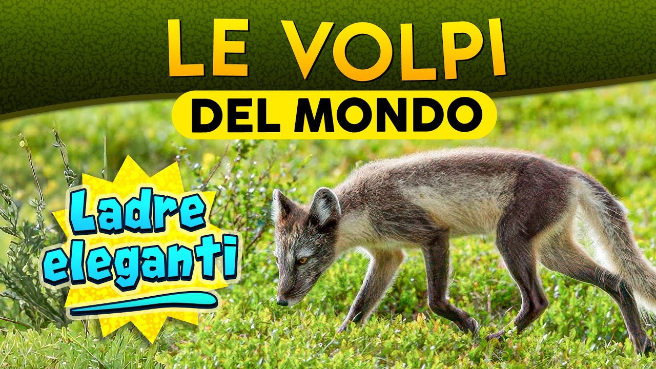 Le Volpi del Mondo: ladre eleganti ► Puntata 248