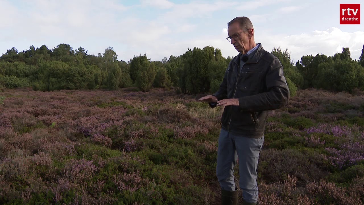 Boreale soort van Drenthe: Kraaiheide | Natuurnieuws
