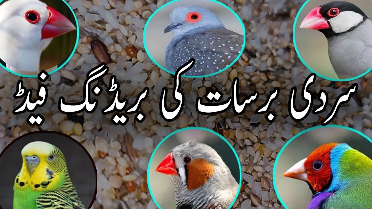 New Winter Breeding Feed | Save From Cold | Java, Finches, Dove & Budgies | Urdu/Hindi | Lodhi Birds
