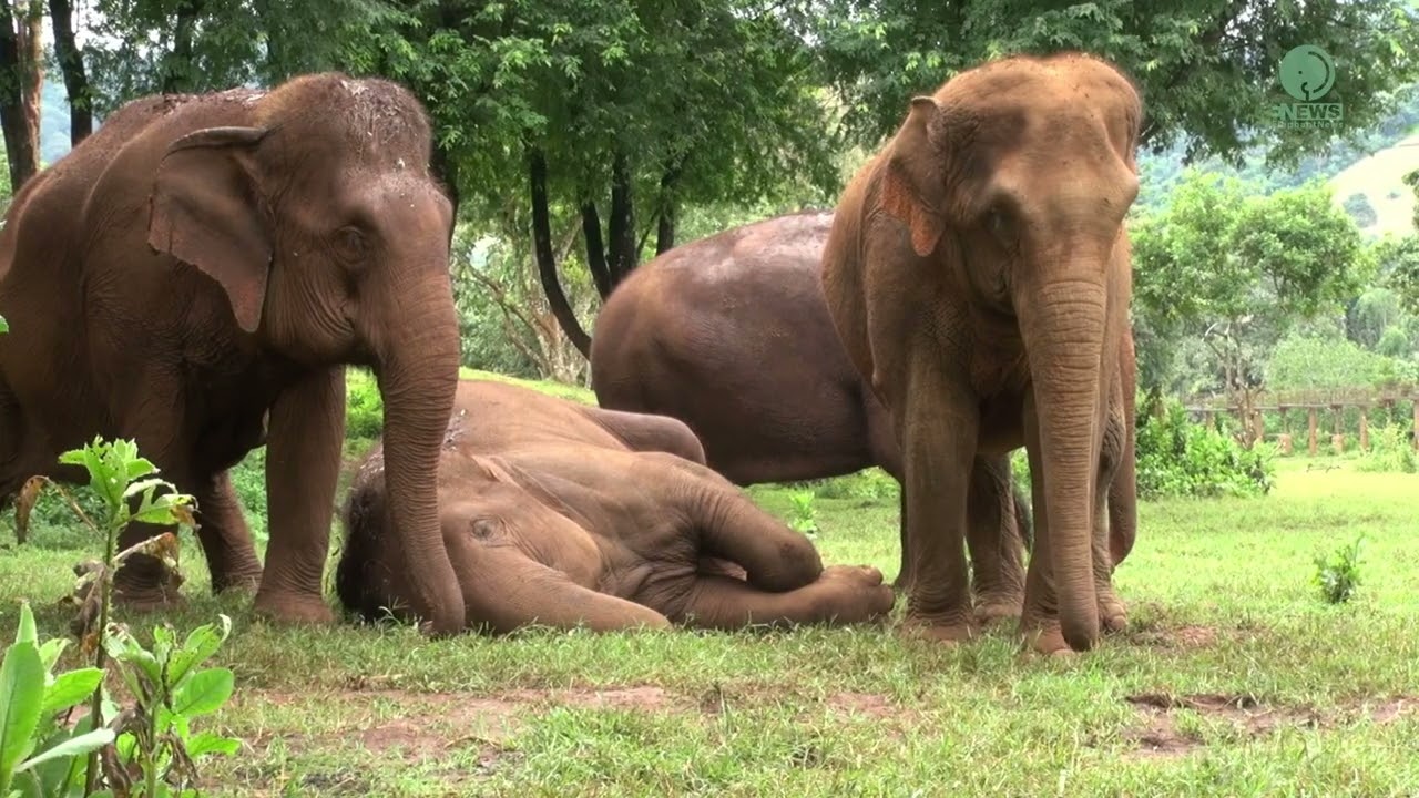Sweet Dreams: KhamLa’s Peaceful Afternoon Nap - ElephantNews