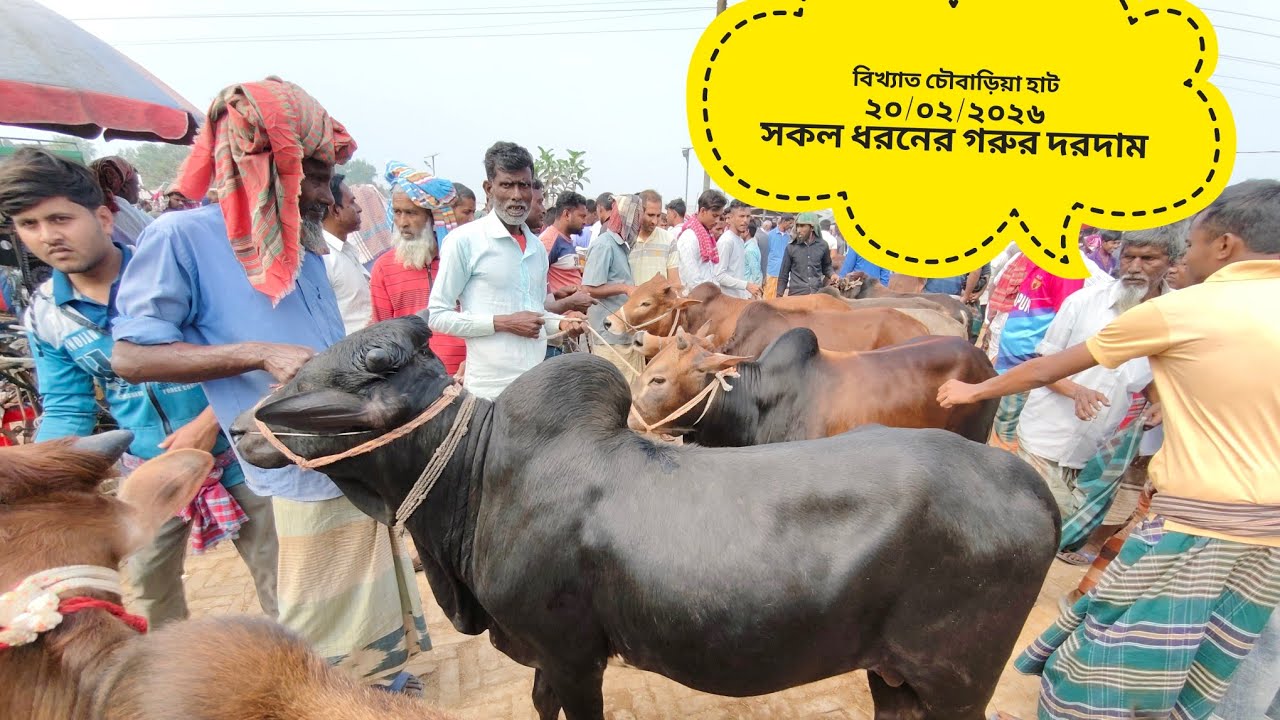 বিখ্যাত চৌবাড়িয়া হাট ২০/০২/২০২৬ সবধরনের গরুর দরদাম 
