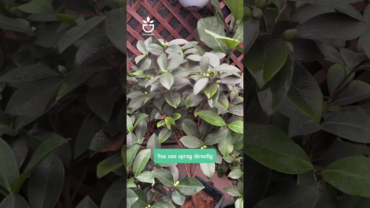 promotes the differentiation of flower buds, link product in Bio 🍀#oldgardenshop #oldgarden