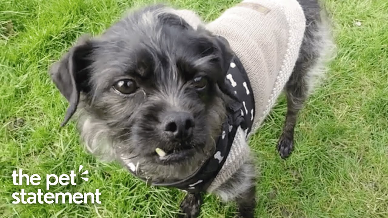 The Inspiring Story of a Rescued Dog's Journey to a Loving Family | The Pet Statement