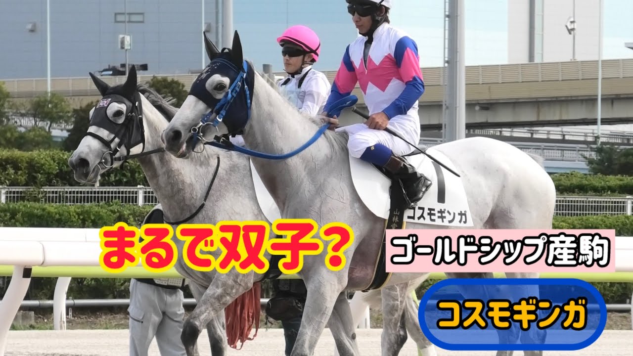 【ゴールドシップ産駒】まるで双子？芦毛の子と一緒に輪乗りに加わるコスモギンガ