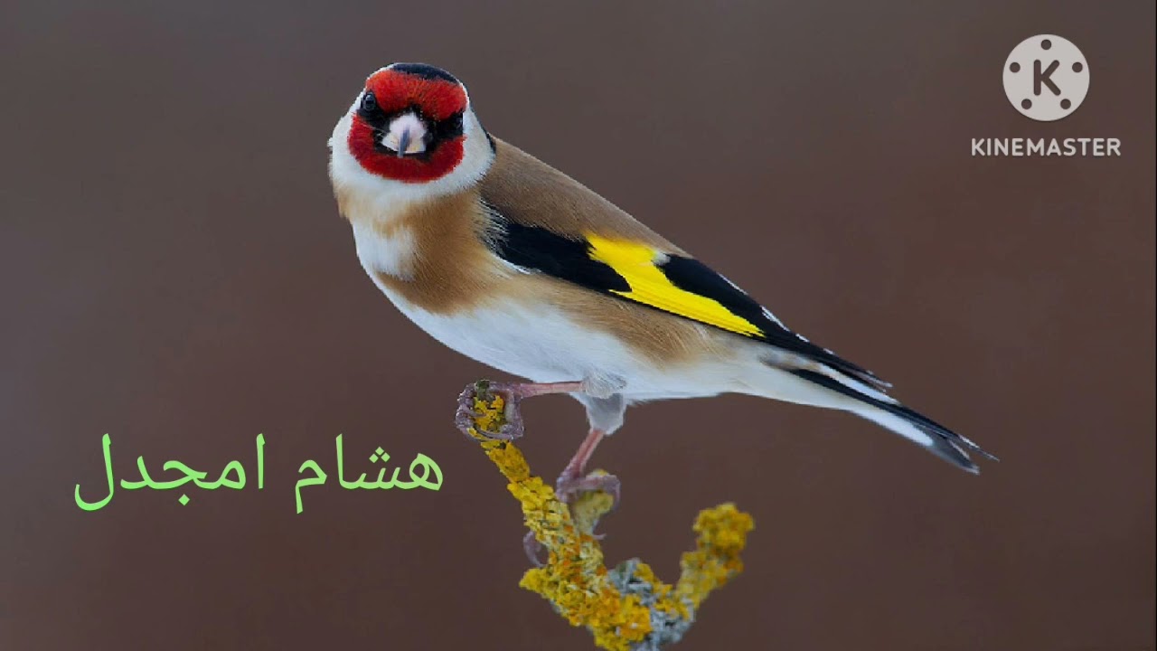 تغريد خلوي إذا هزلك الفرخ هذا التغريد اتولي شيكور