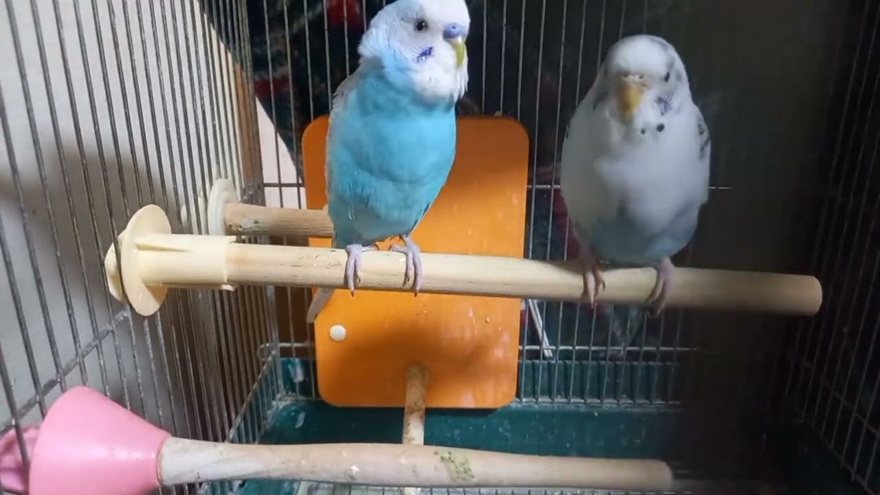 ひばりちゃんとサザエさん日記 