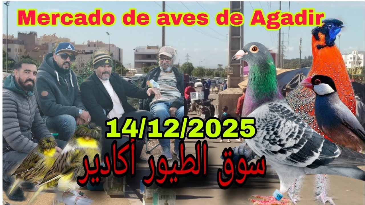 كما العادة يا سادة أجي نتولعوا من سوق الطيور أكادير ليوم الأحد 15/12/2025 🇲🇦الجديد الواليد🤣🤣