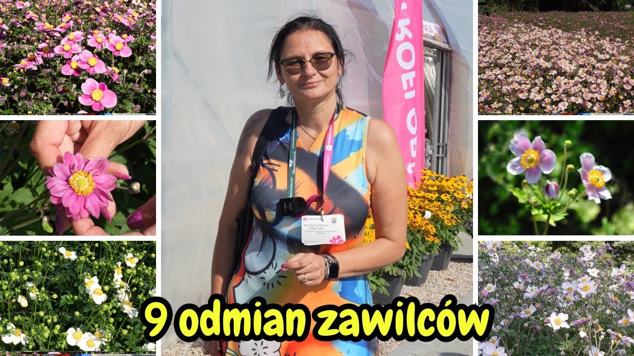 Przegląd 9 odmian Zawilców - Prezentacja na Dniach Otwartych Vitroflora