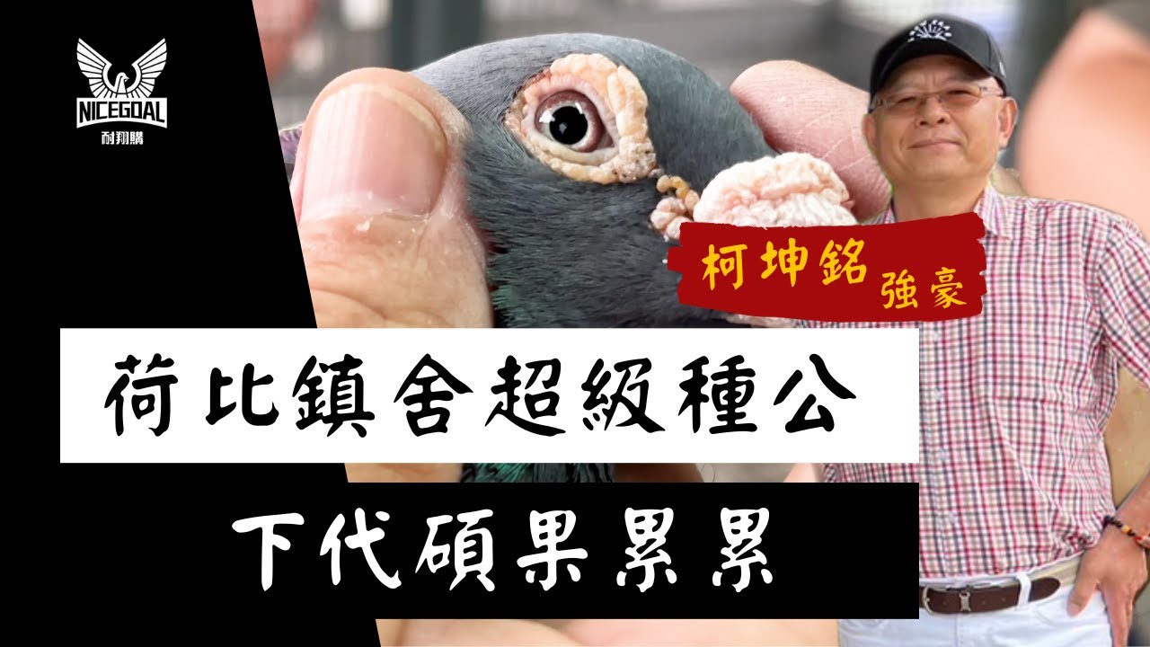 【銘鴿精華純賞】荷比鎮舍超級種公，下代碩果累累｜耐翔購