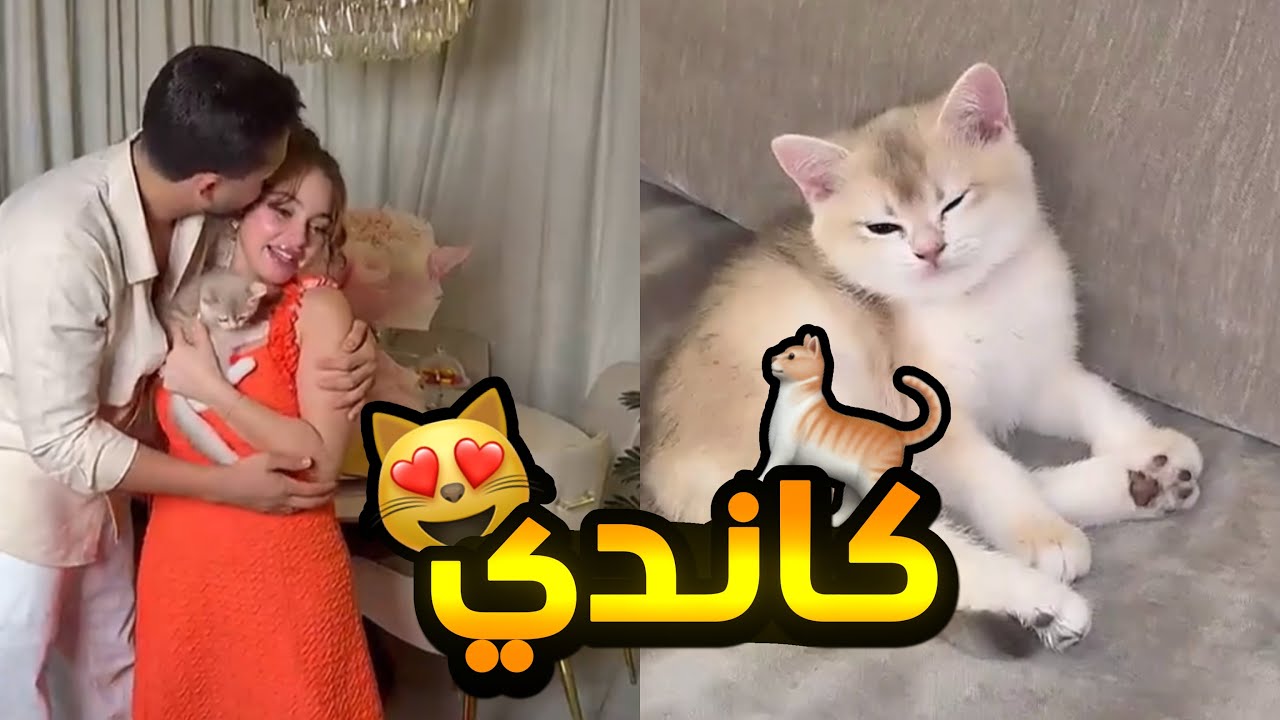 ردة فعل بيسان على هدية خطيبها محمود في عيد ميلادها 🐈😍