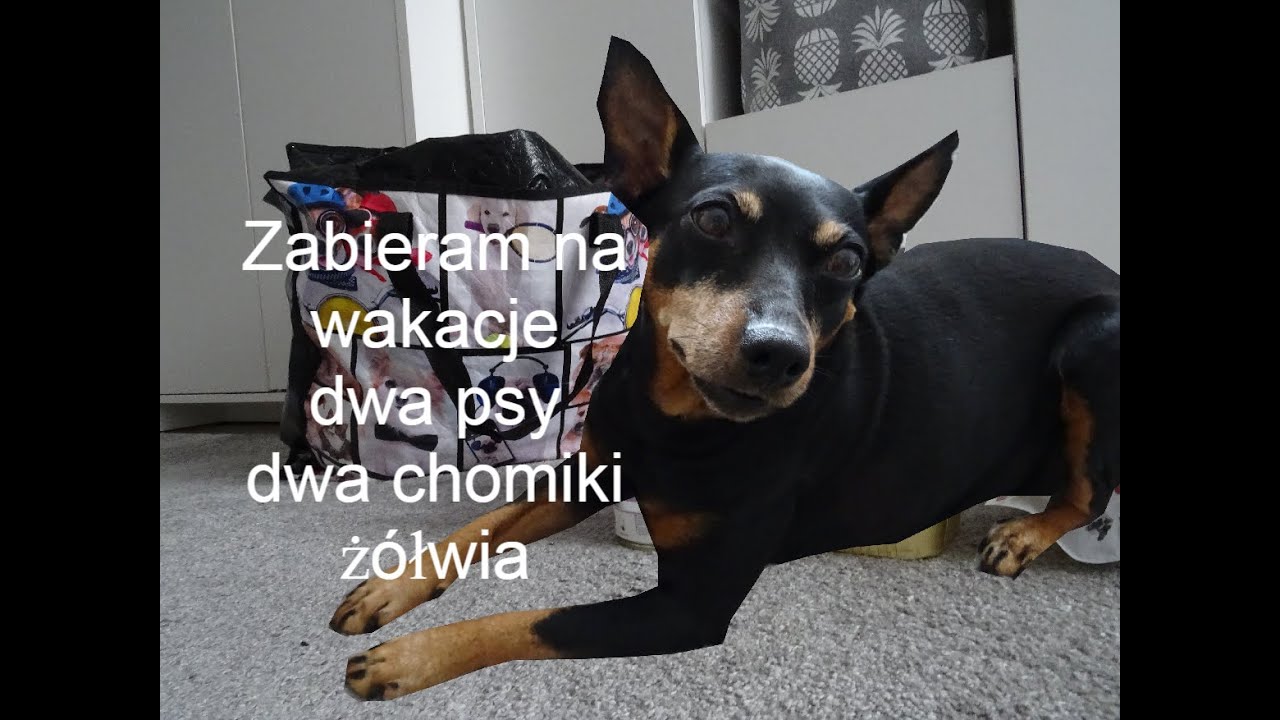 Pakowanie psa na wakacje 2022 r