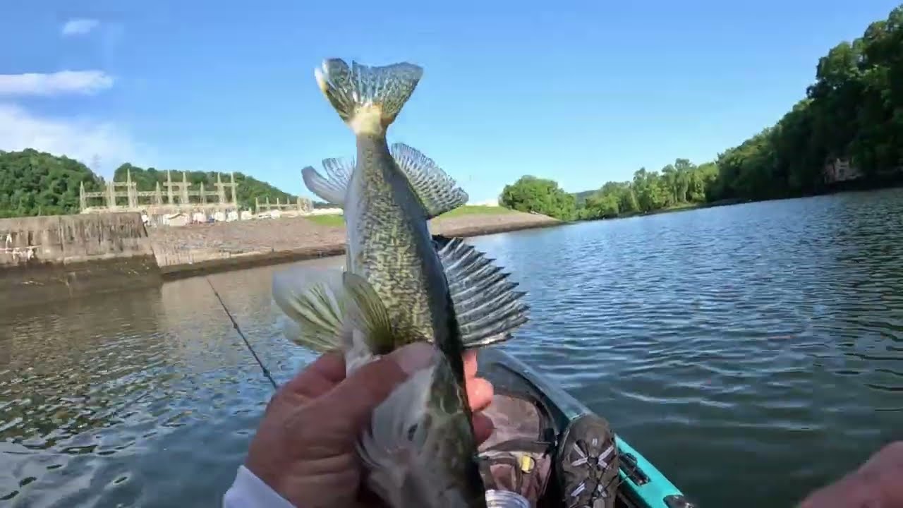 SAUGER, WALLEYE AND A TENNESSEE TROPHY FISH AT CENTER HILL DAM