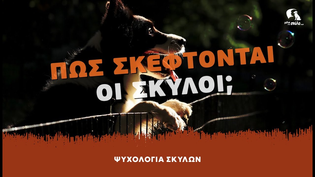 ΨΥΧΟΛΟΓΙΑ ΣΚΥΛΩΝ #7 - Πώς σκέφτονται οι σκύλοι; - ΜΙΛΑ ΣΤΟ ΣΚΥΛΟ ΣΟΥ