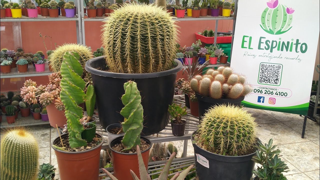 NUEVO Tour por el Vivero Cactus 🤍