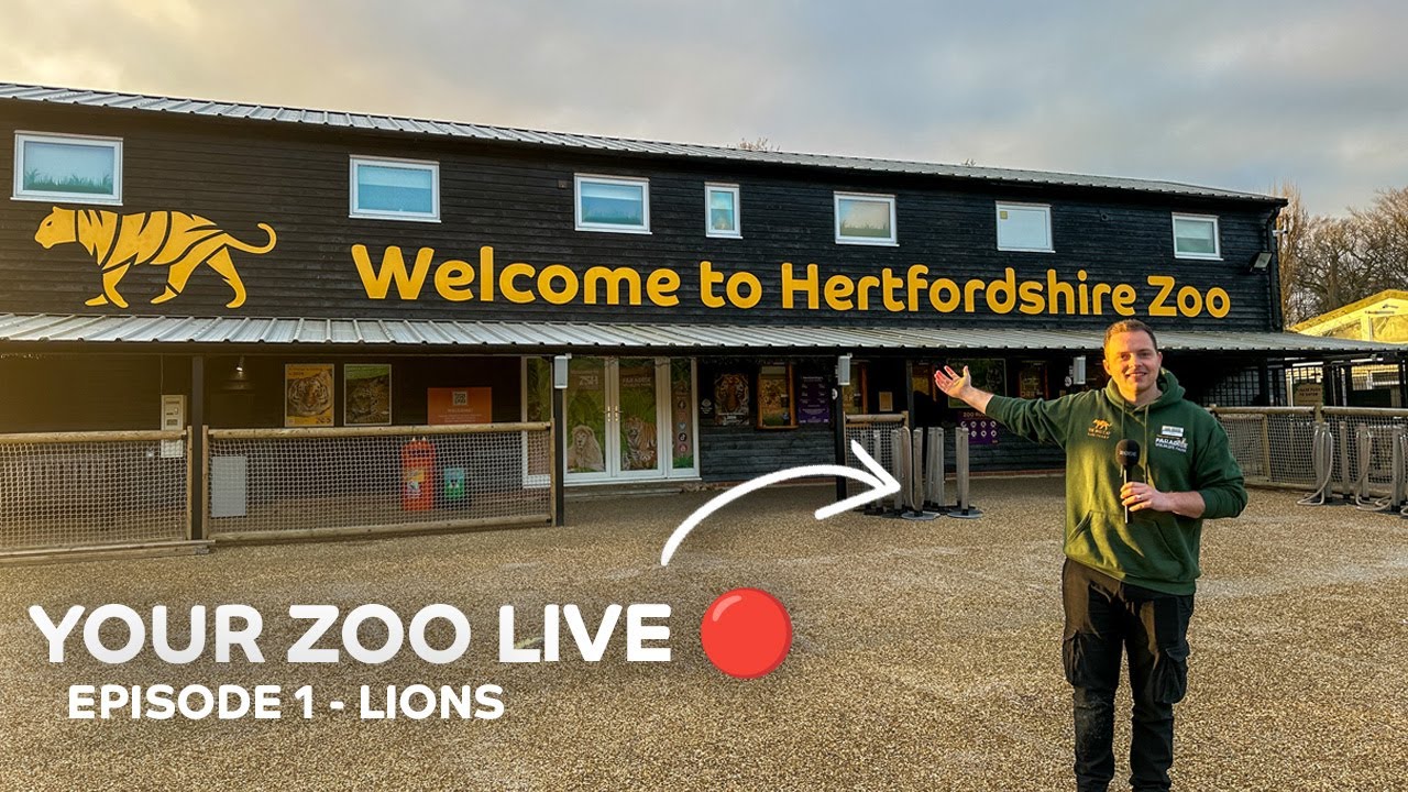 🔴 Your Zoo LIVE: Lions