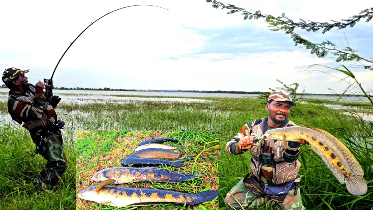 Amazing Catches || Big Snakehead Fish Catching || Hyderabad Fishing Videos 
